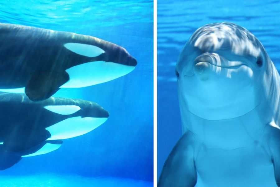 orcas, dolphins, orcas dolphins hunting together, nature, science, study, marine biology