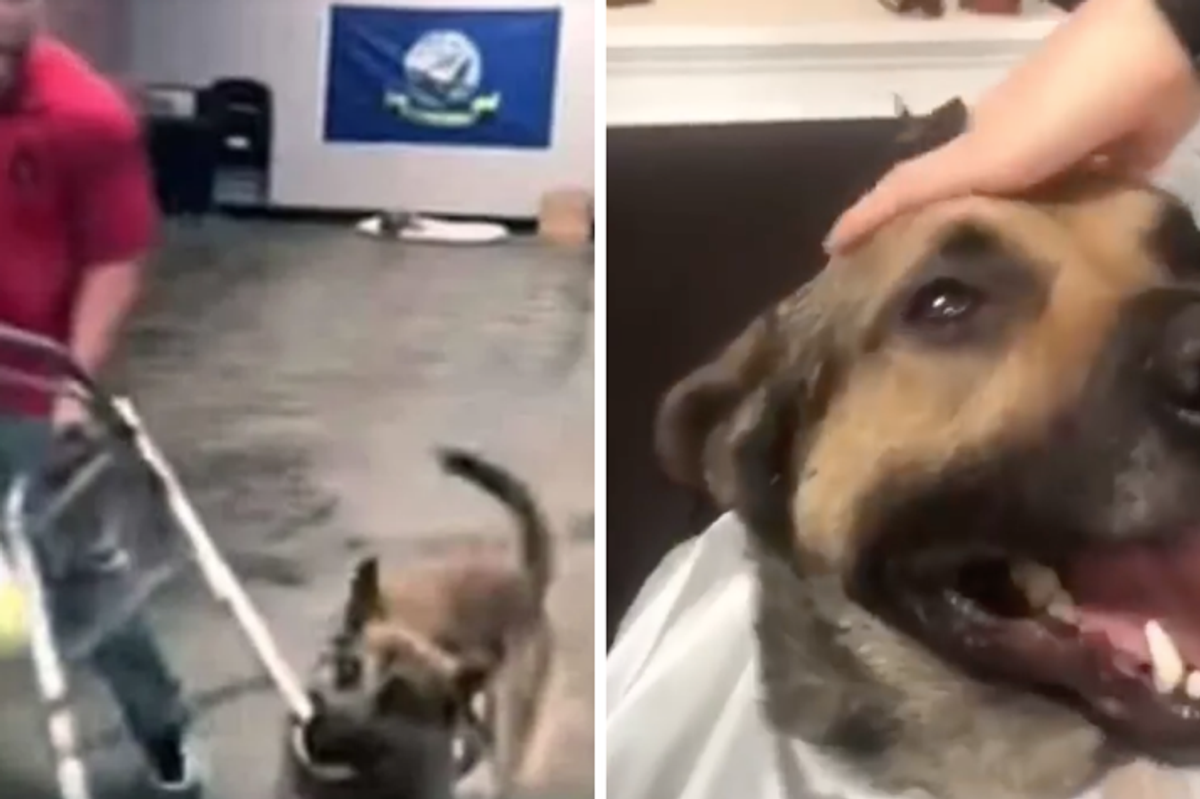 service dog, service dog test, career change dog, ryker service dog, dog training, funny dog videos