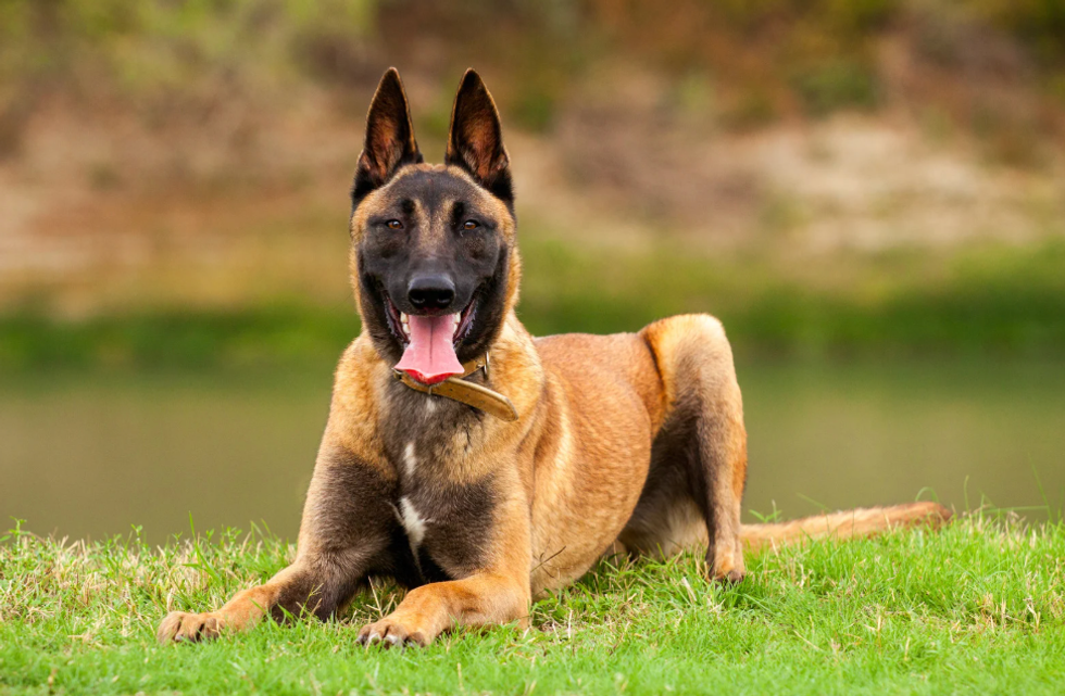 service dog, service dog test, career change dog, ryker service dog, dog training, funny dog videos