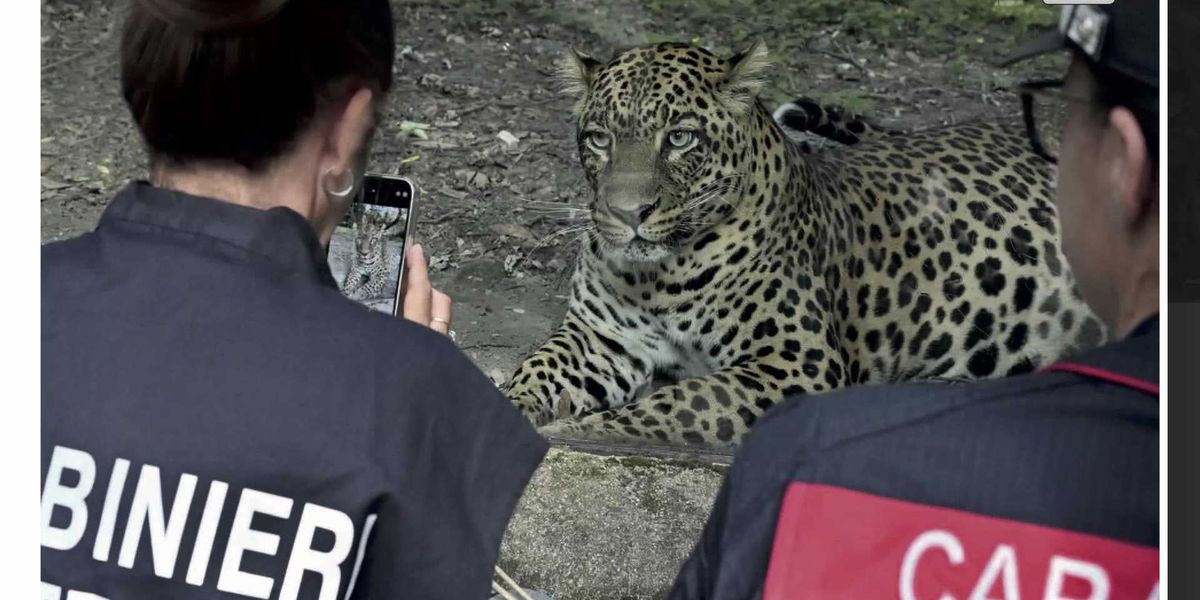 i carabinieri e la biodiversit224 celebrati i 50 anni di cites da Laverita.info i carabinieri e la biodiversit224 celebrati i 50 anni di cites