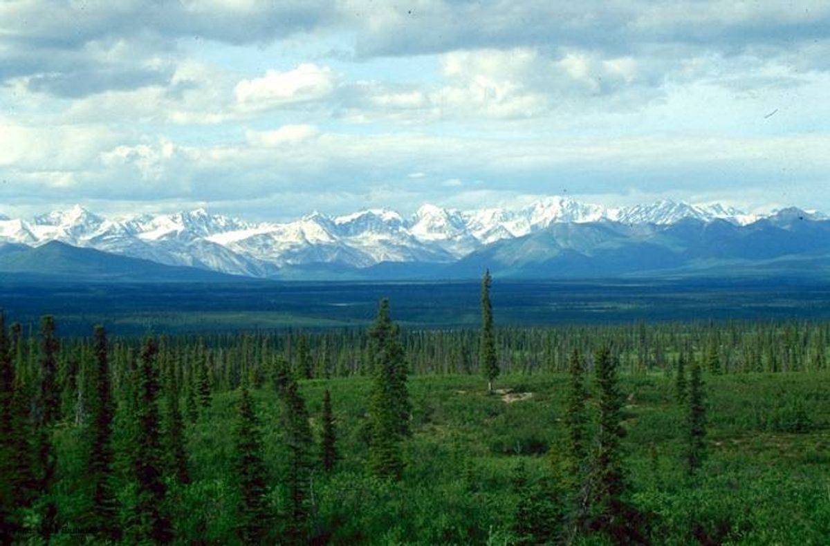 How You Can Help Save Boreal Forests in 2026