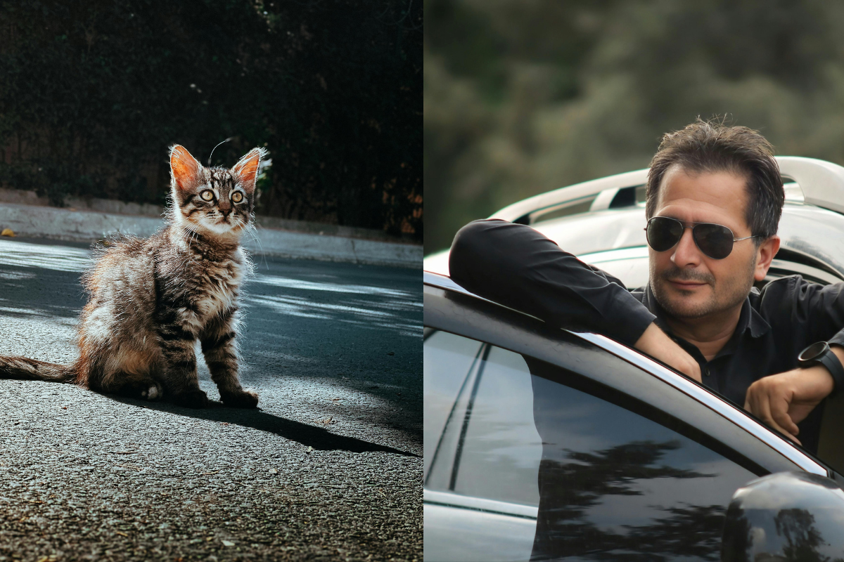 cats, kitten, stray kitten, kitten adoption, cat distribution system, foster cat, cat rescue