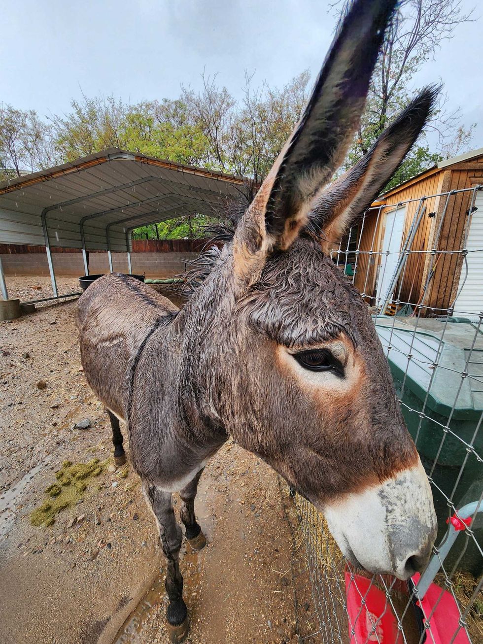 donkeys, wild horses, land management, animals, animal adoption