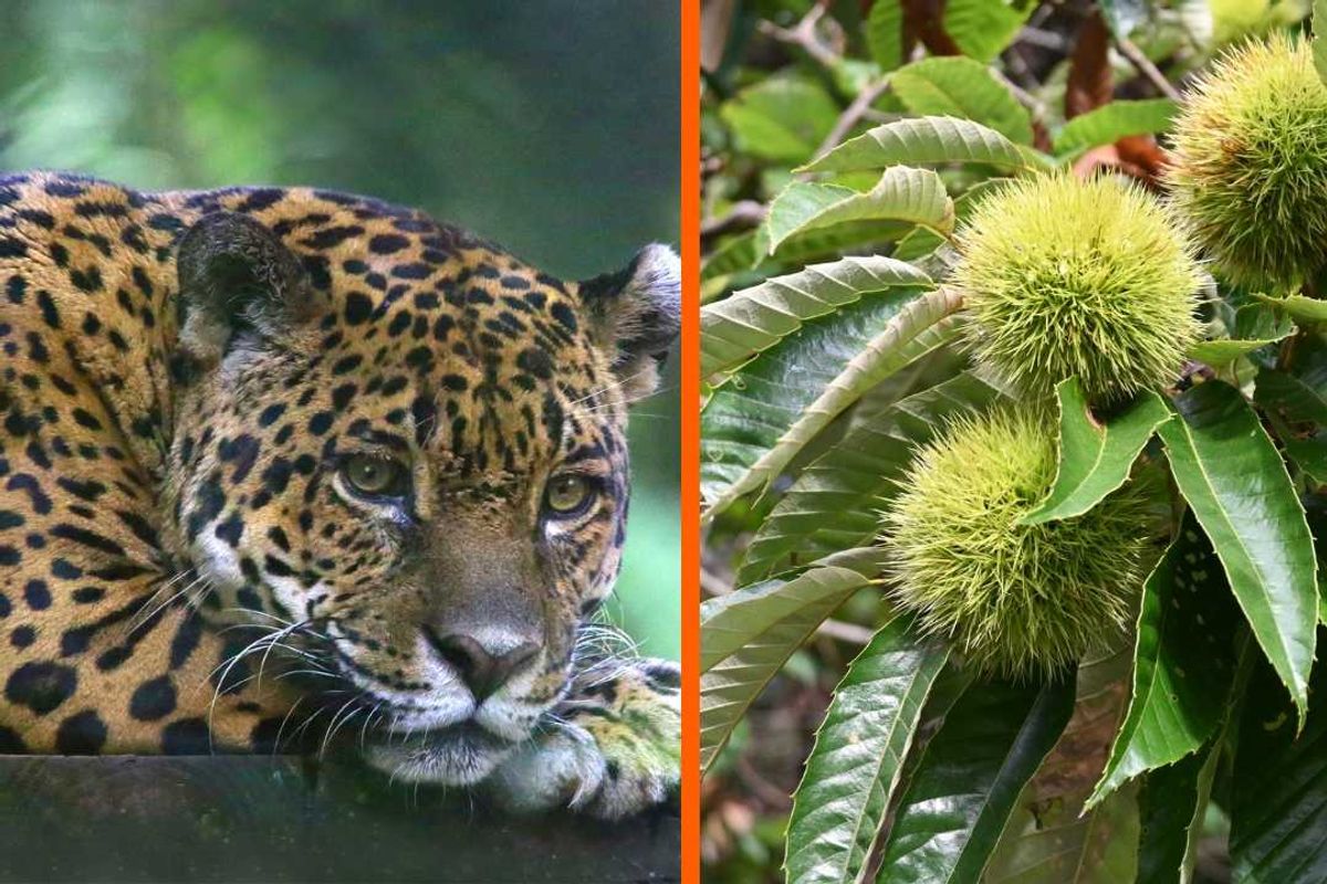 jaguar, chestnut tree, positive things, America, usa