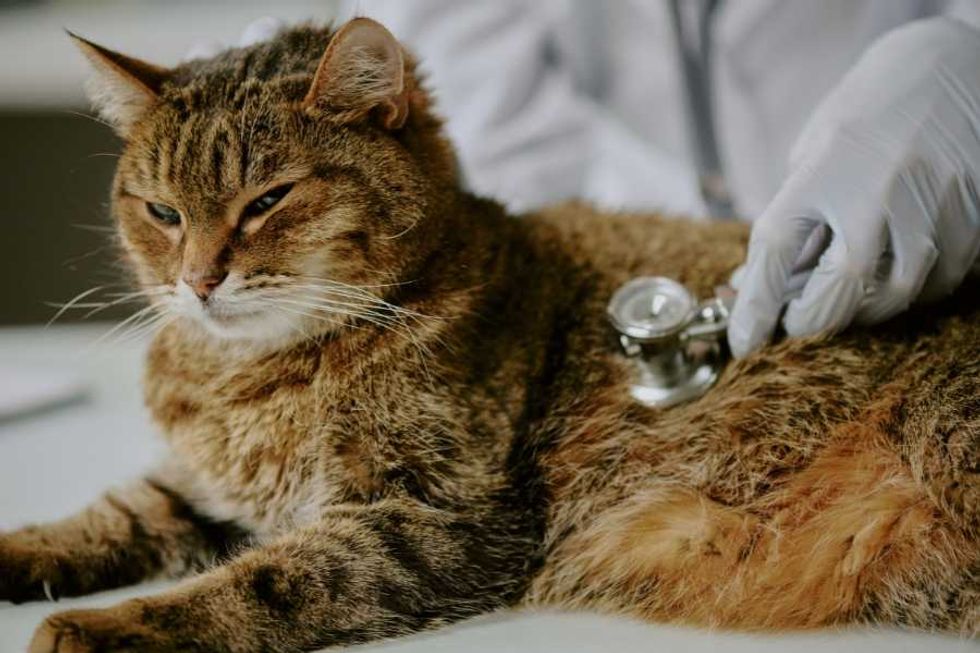 pet, pet owners, veterinarian, euthanasia, cat