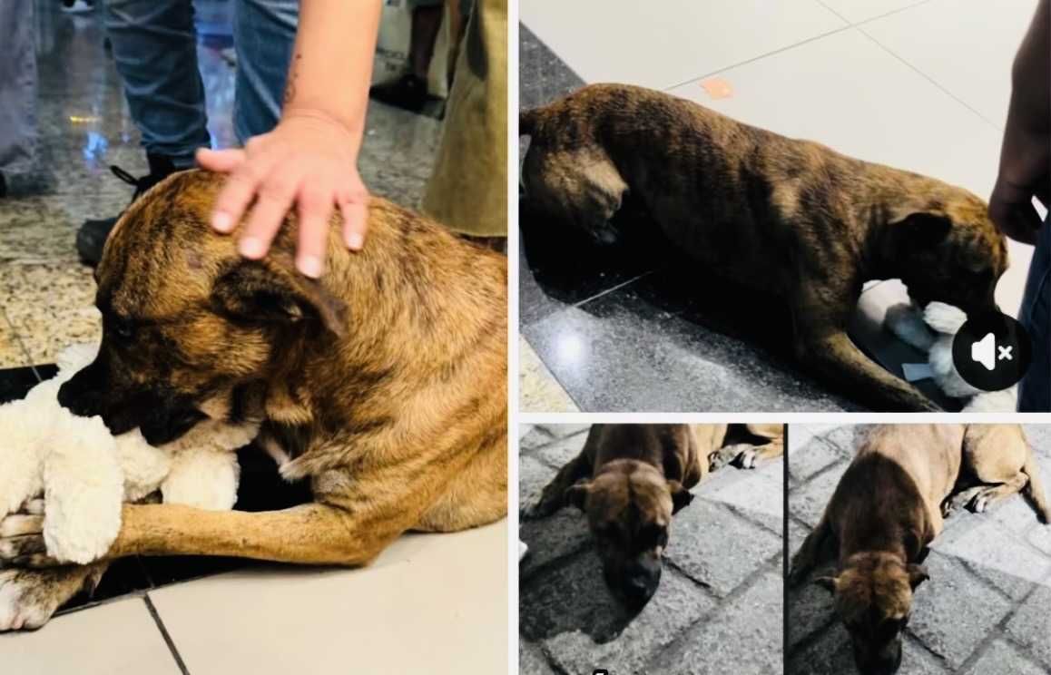 rescue dog, Mexico, Thor, teddy bear, joy, love, pet adoption