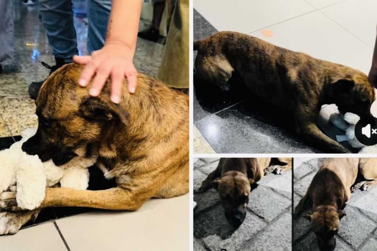 rescue dog, Mexico, Thor, teddy bear, joy, love, pet adoption