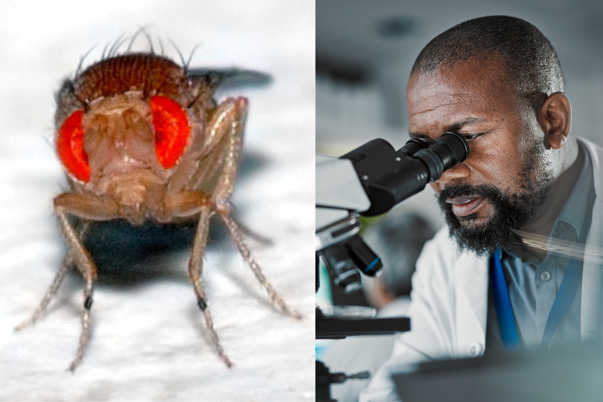 science, scientists, evolution, adaptation, mutation, genes, DNA, fruit flies, humans, health, futurology