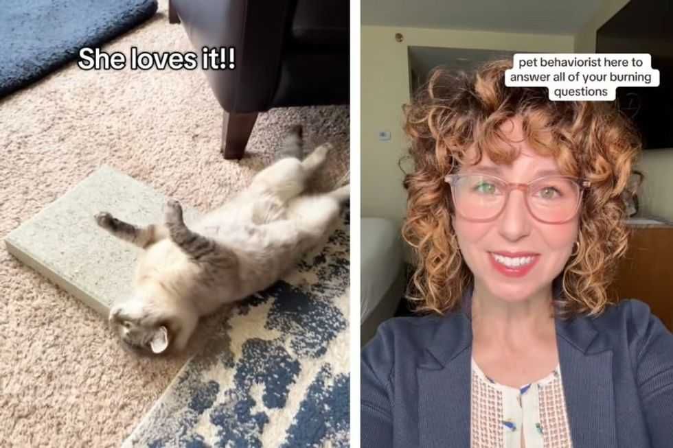 Pet behaviorist explains the bizarre behavior of cats falling in love with concrete slabs