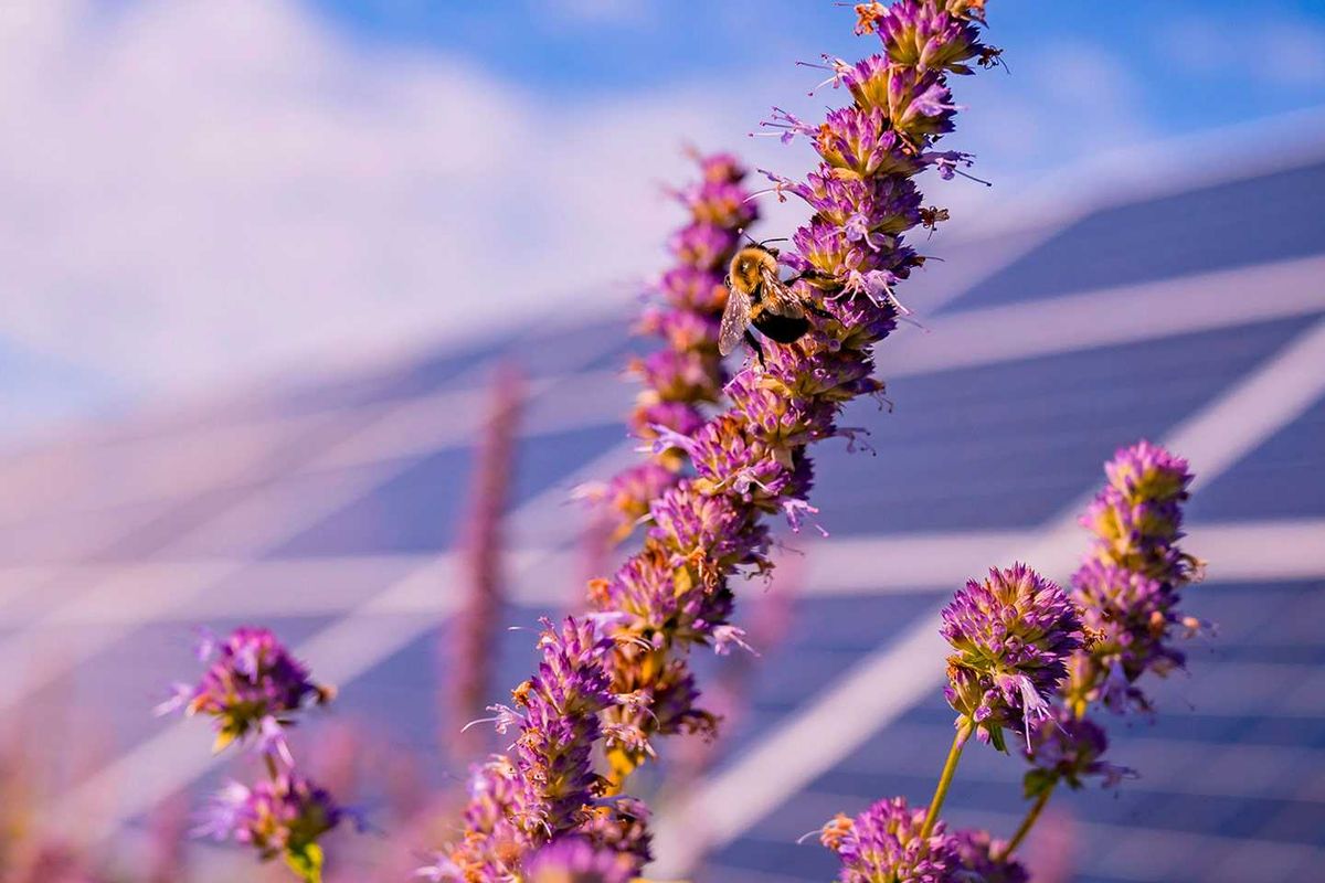 Fotovoltaico: il sole che guida la transizione energetica italiana