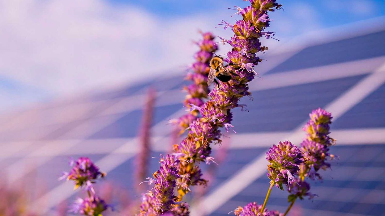 Fotovoltaico: il sole che guida la transizione energetica italiana