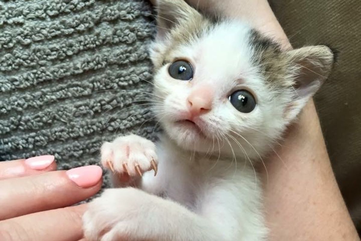 They Never Gave Up on This Tiny Kitten, Now a Year Later..
