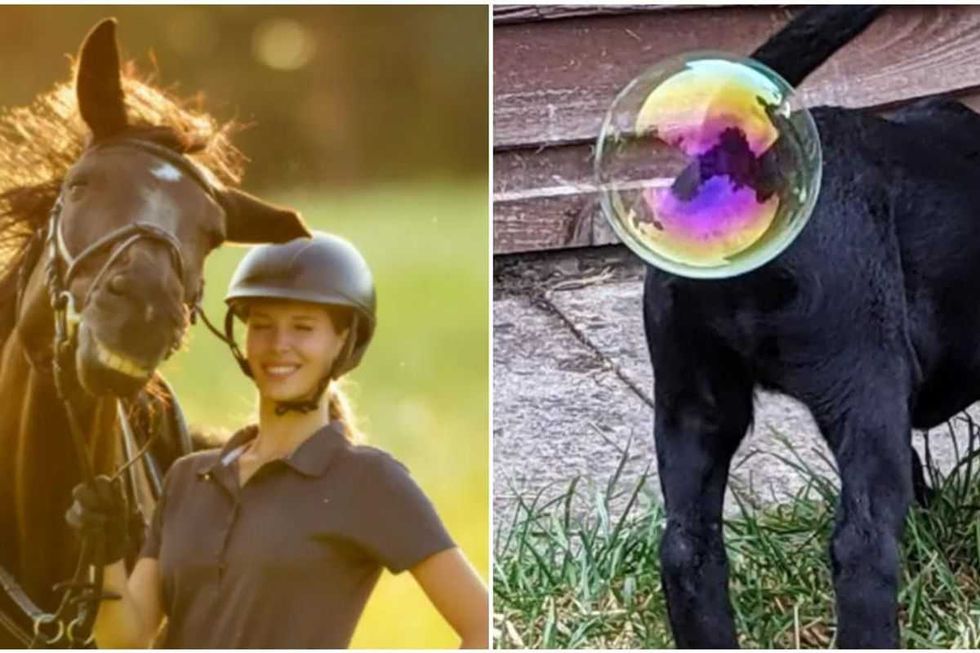 17 delightfully outrageous photos from the Comedy Pet Photo Awards