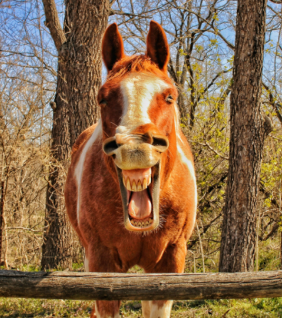 comedy pet photo awards, funny pet photos, pets, animals, humor