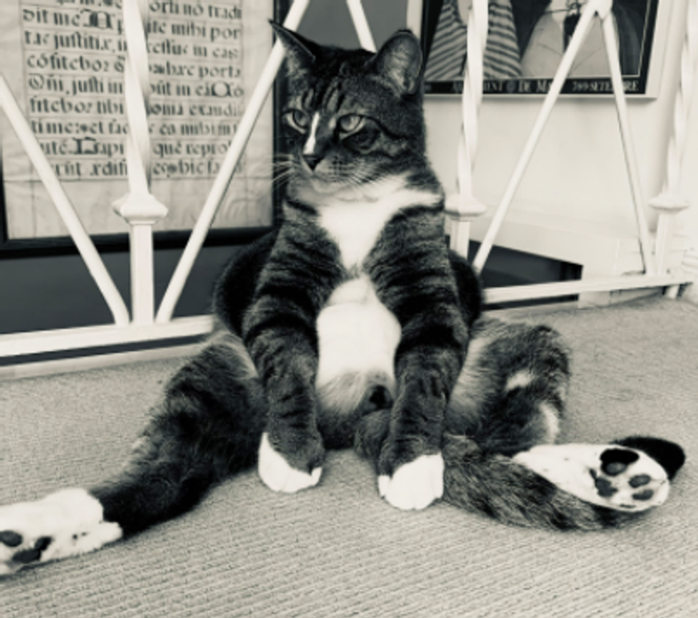 comedy pet photo awards, funny pet photos, pets, animals, humor