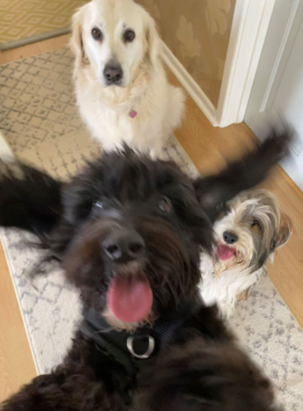 comedy pet photo awards, funny pet photos, pets, animals, humor