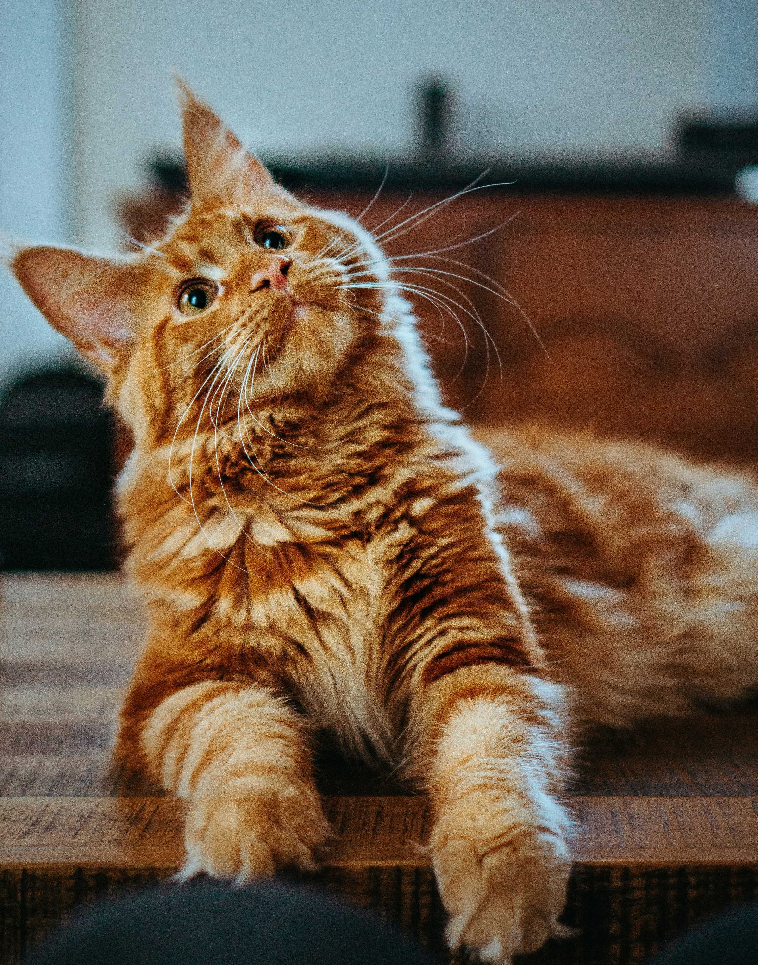 cats, kittens, cat, pets, adoption, advice, love