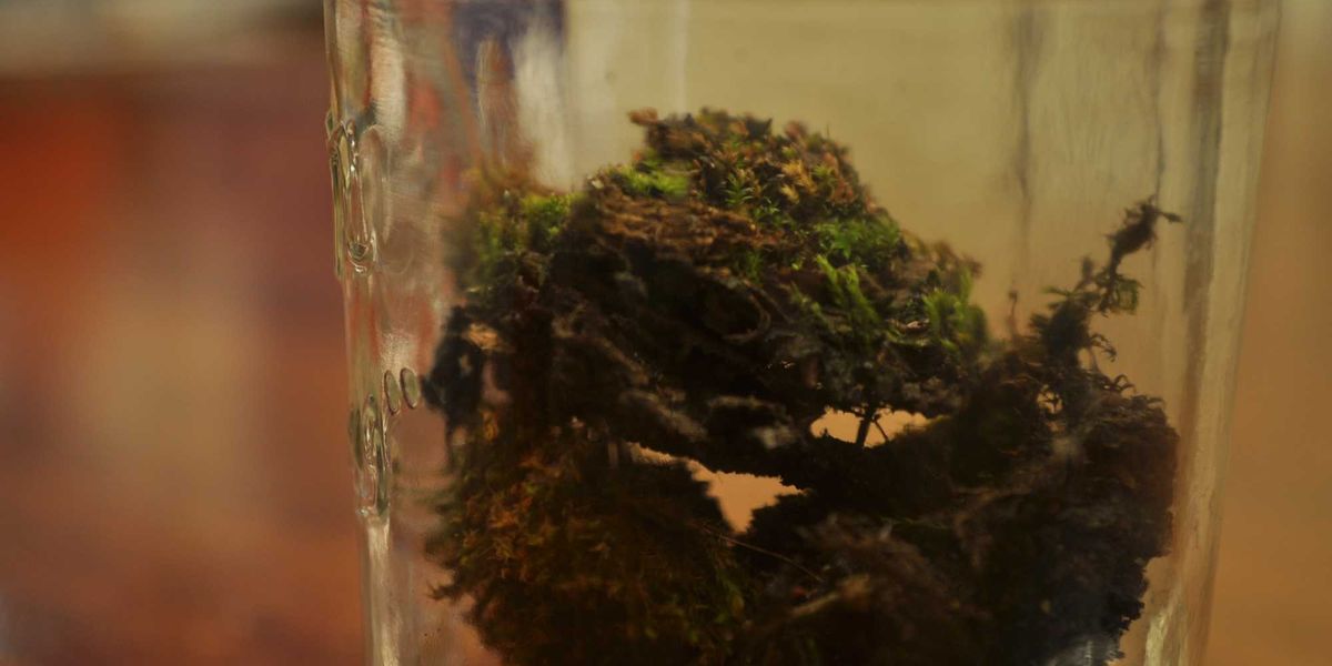 In 1879 a scientist buried bottles filled with seeds. Every 20 years, one is dug up and studied. - Upworthy