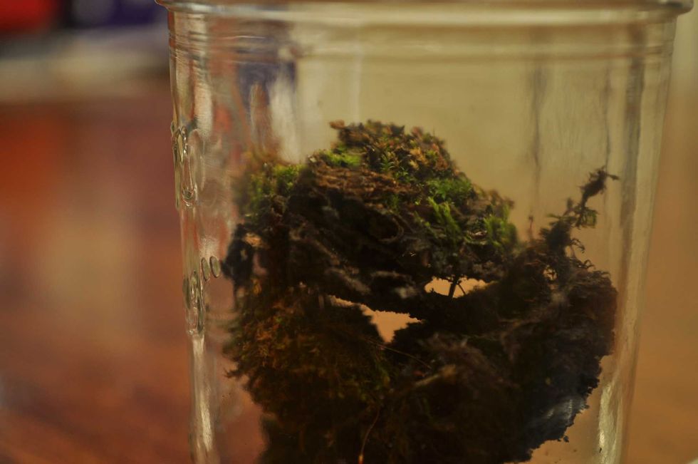 In 1879 a scientist buried bottles filled with seeds. Every 20 years, one is dug up and studied.