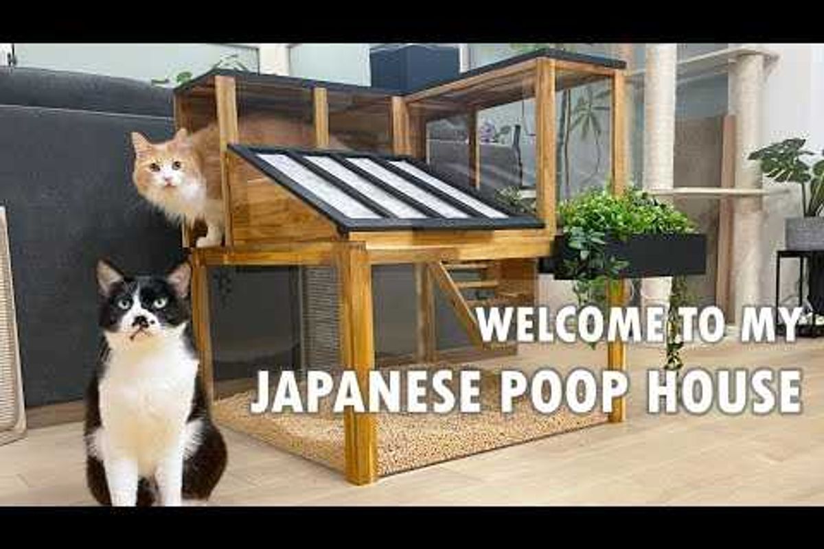 cats, pets, cat box, litter box, japan