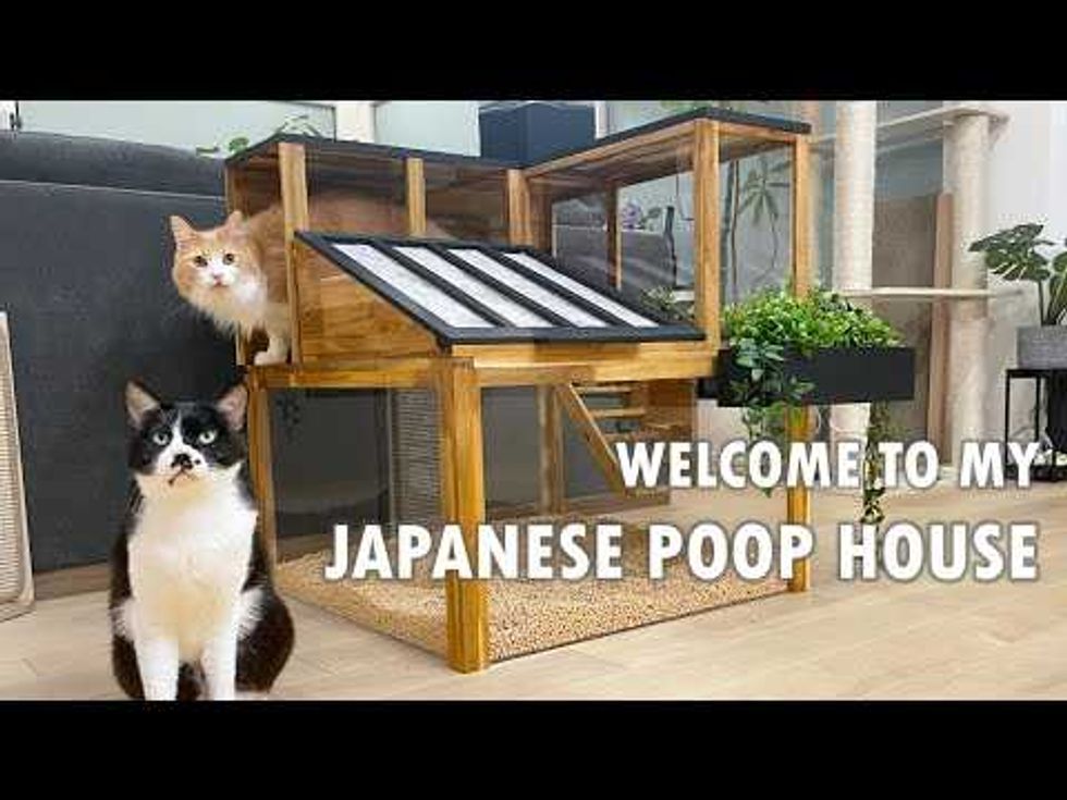 Couple in Japan invents a nearly perfect cat litter box that solves many common problems