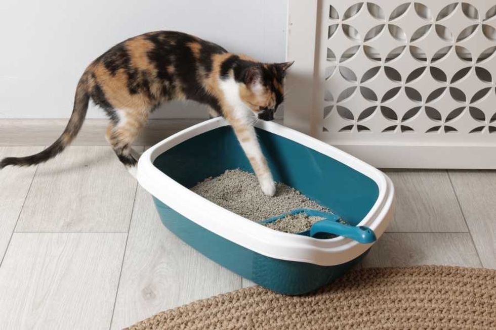 cats, pets, cat box, litter box, cat owners
