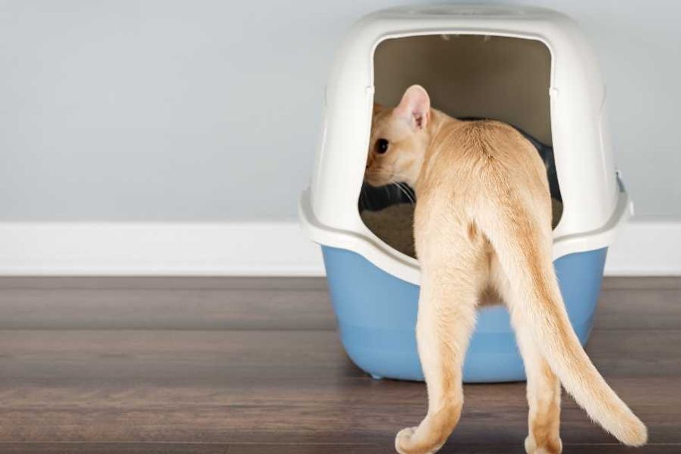 cats, pets, cat box, litter box, cat owners
