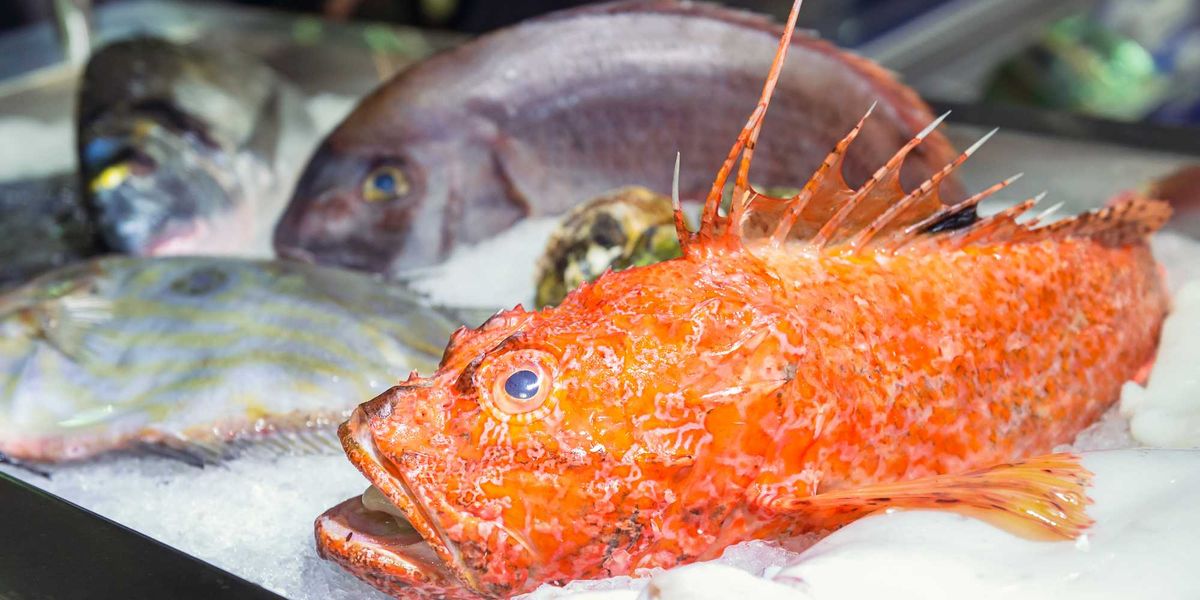 alternativa magra al salmone per chi cerca gli omega 3 le virt249 dello scorfano il brutto ras dei fondali da Laverita.info alternativa magra al salmone per chi cerca gli omega 3 le virt249 dello scorfano il brutto ras dei fondali