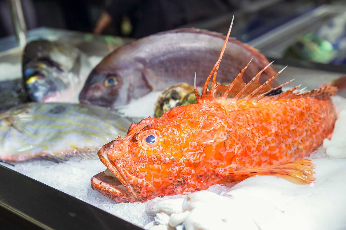 Alternativa magra al salmone per chi cerca gli omega 3. Le virtù dello scorfano, il «brutto» ras dei fondali