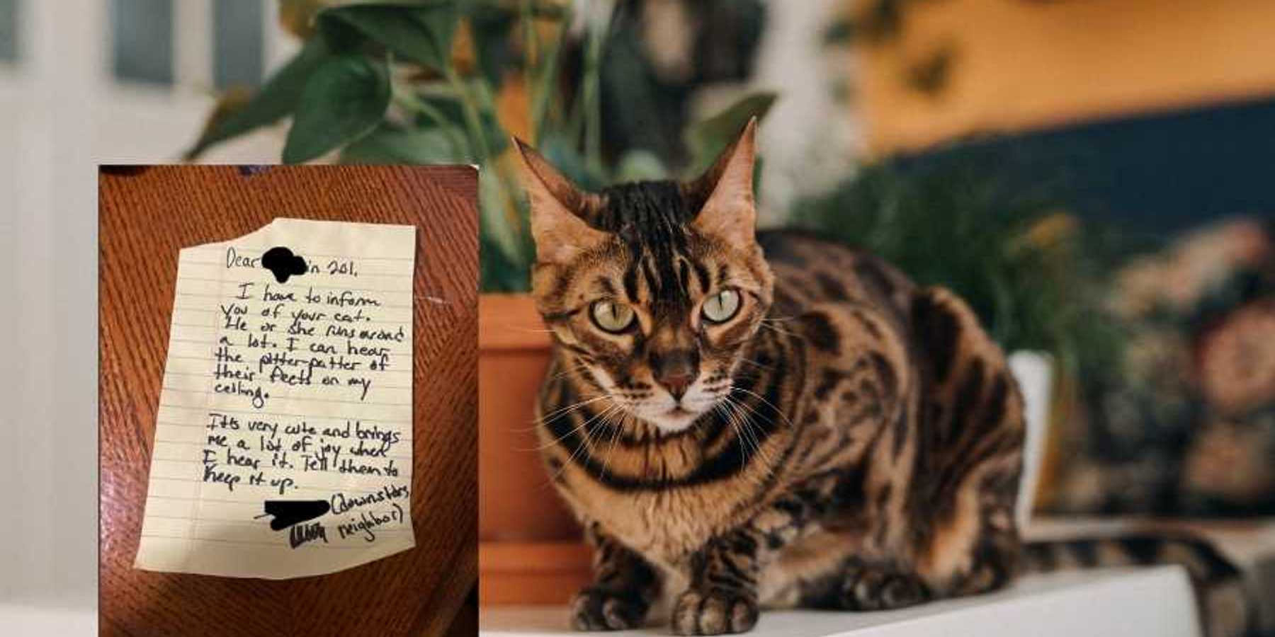 cat, apartment, note, pet owner, neighbor