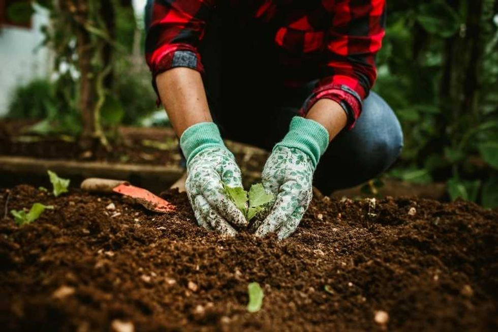 gardening, growing your own food, growing vegetables, home garden, saving money