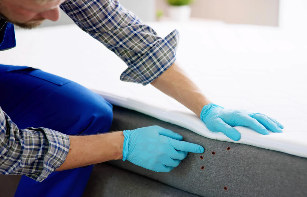 bed bugs, bed bug prevention, bed bug treatment, bed bug bite, getting rid of bed bugs, pests, pest control