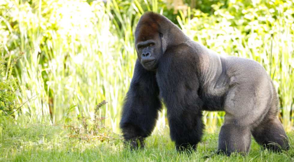 ape, gorilla, wild gorilla, knuckle-walking, gorilla stare