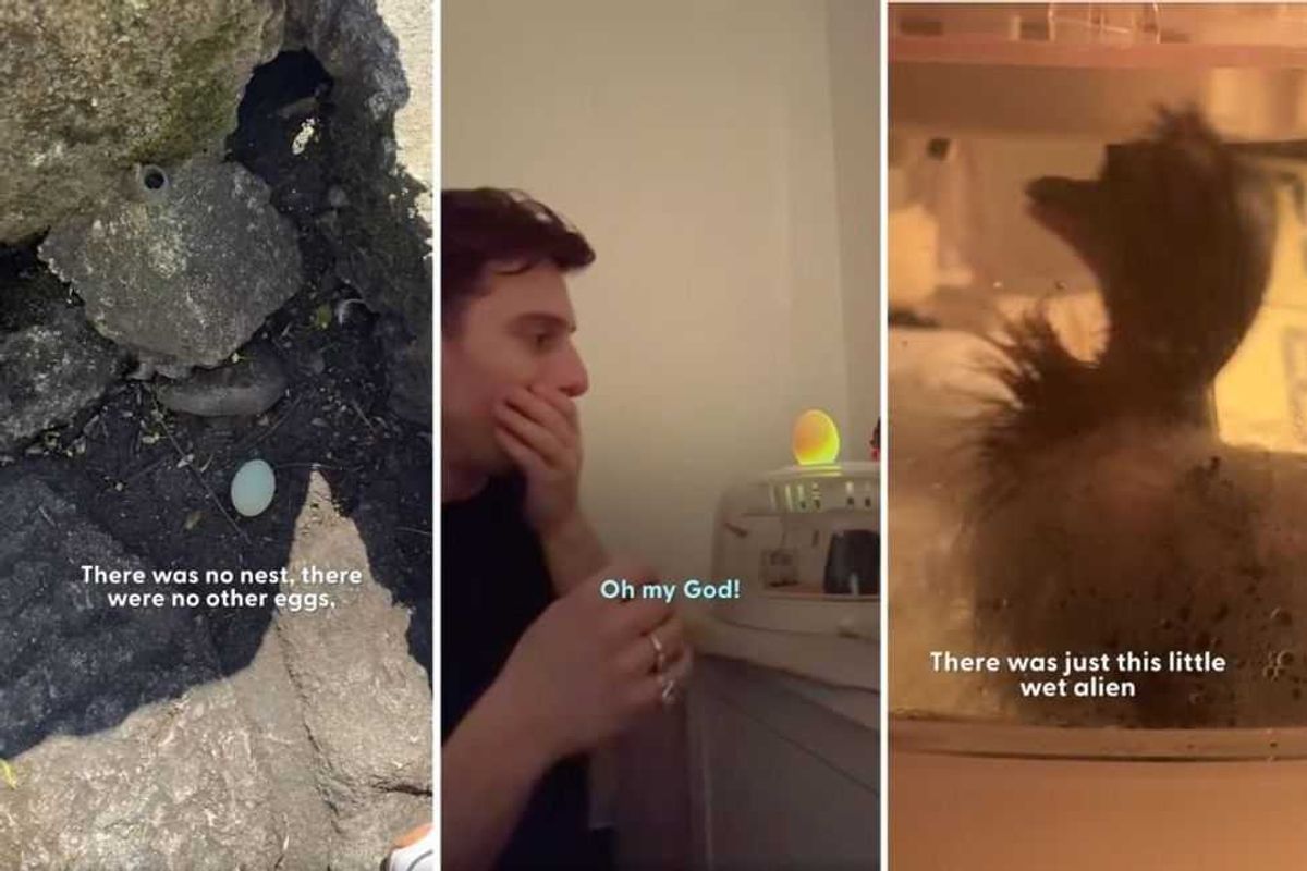 duck egg on the ground, duck egg in incubator, duckling just hatched, humanity, kindness, ducks, animals, wildlife, conservation