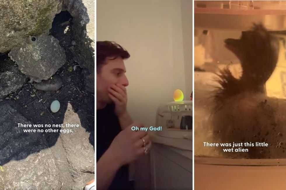 A man found a mysterious egg and incubated it. 28 days later, it hatched and changed his life.