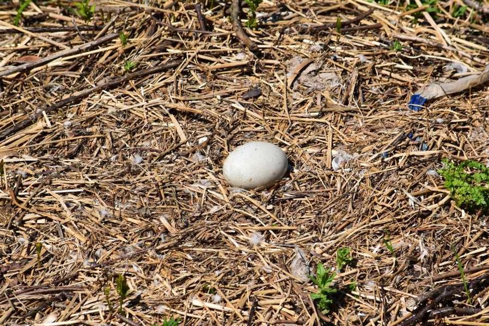 duck egg on the ground, duck egg in incubator, duckling just hatched, humanity, kindness, ducks, animals, wildlife, conservation