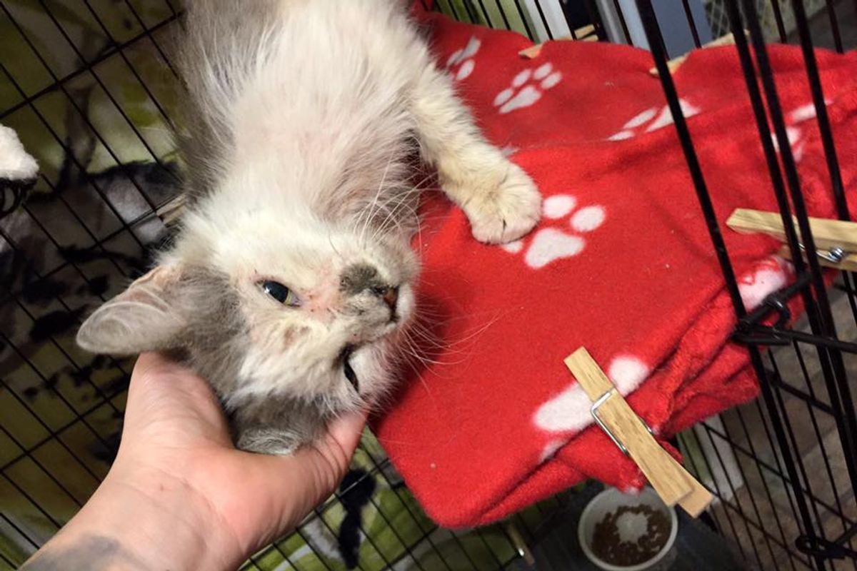 Scraggly Senior Cat is So Thankful to Be Saved and Loved, He Returns the Favor