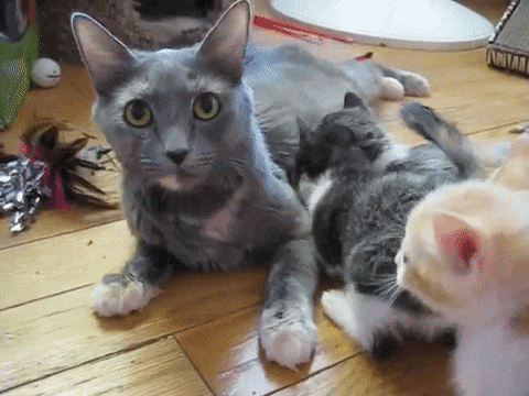 mama cat calling babies