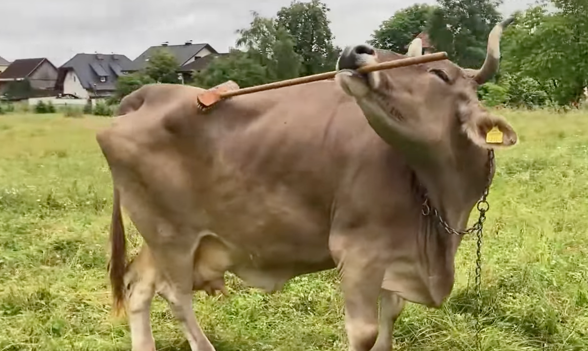 cows, scientific discovery, animals, animal behavior, pop culture