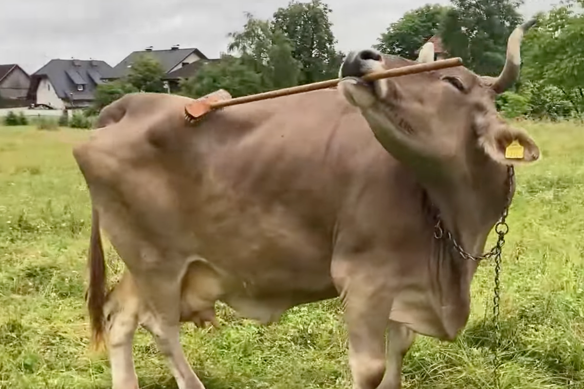 cows, scientific discovery, animals, animal behavior, pop culture