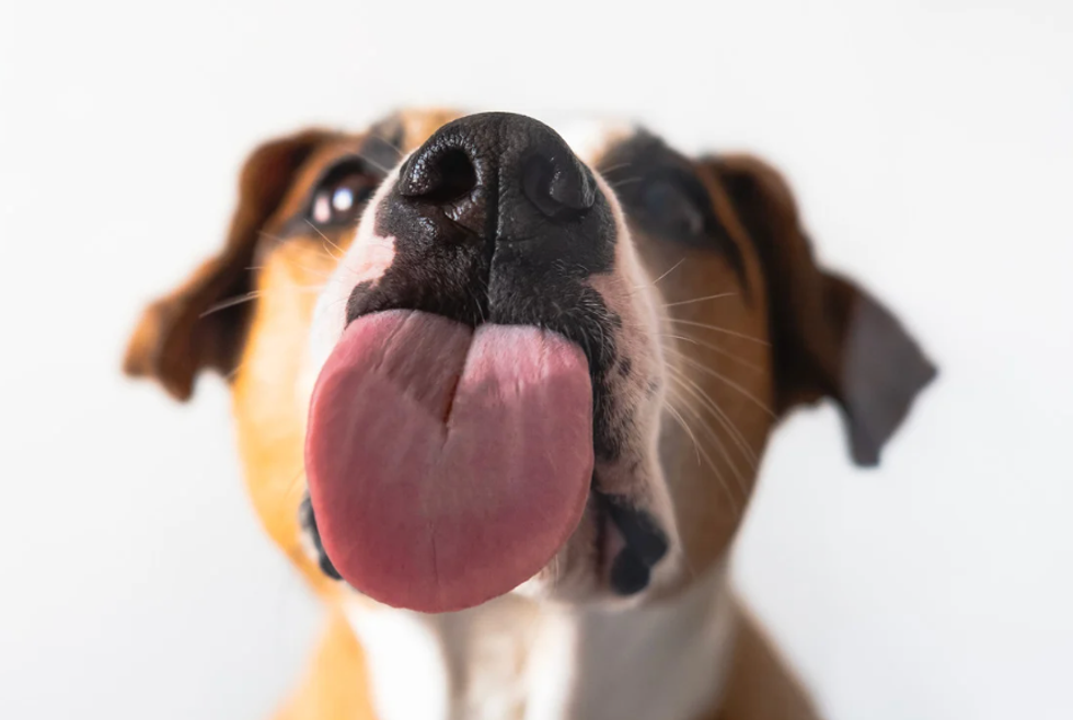 dog experiments, dog tongue cleaner than humans, experiments by kids, cool science, dogs, fun science, experiments, science