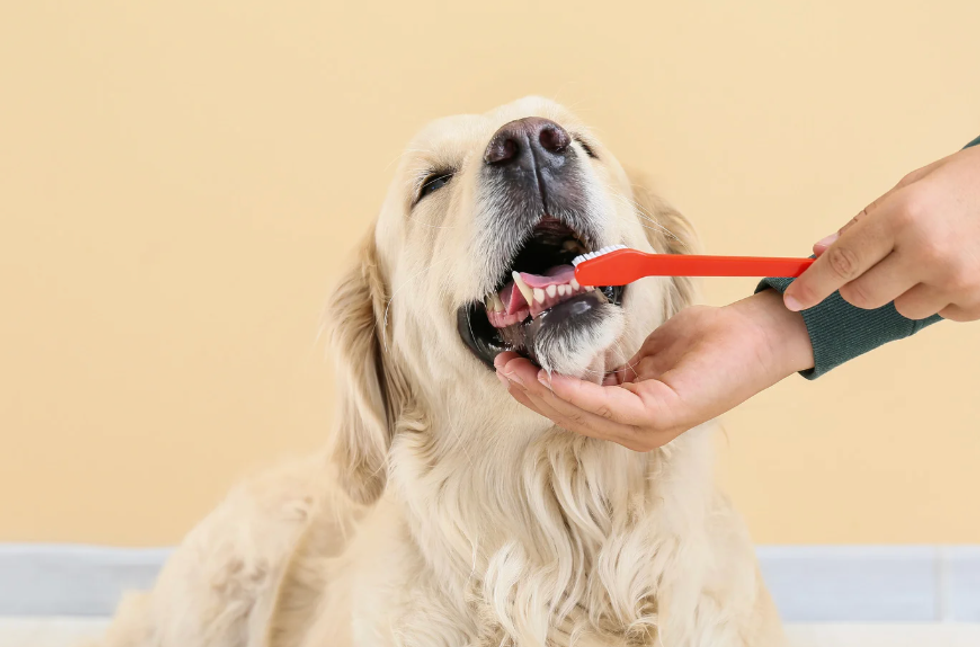 dog experiments, dog tongue cleaner than humans, experiments by kids, cool science, dogs, fun science, experiments, science
