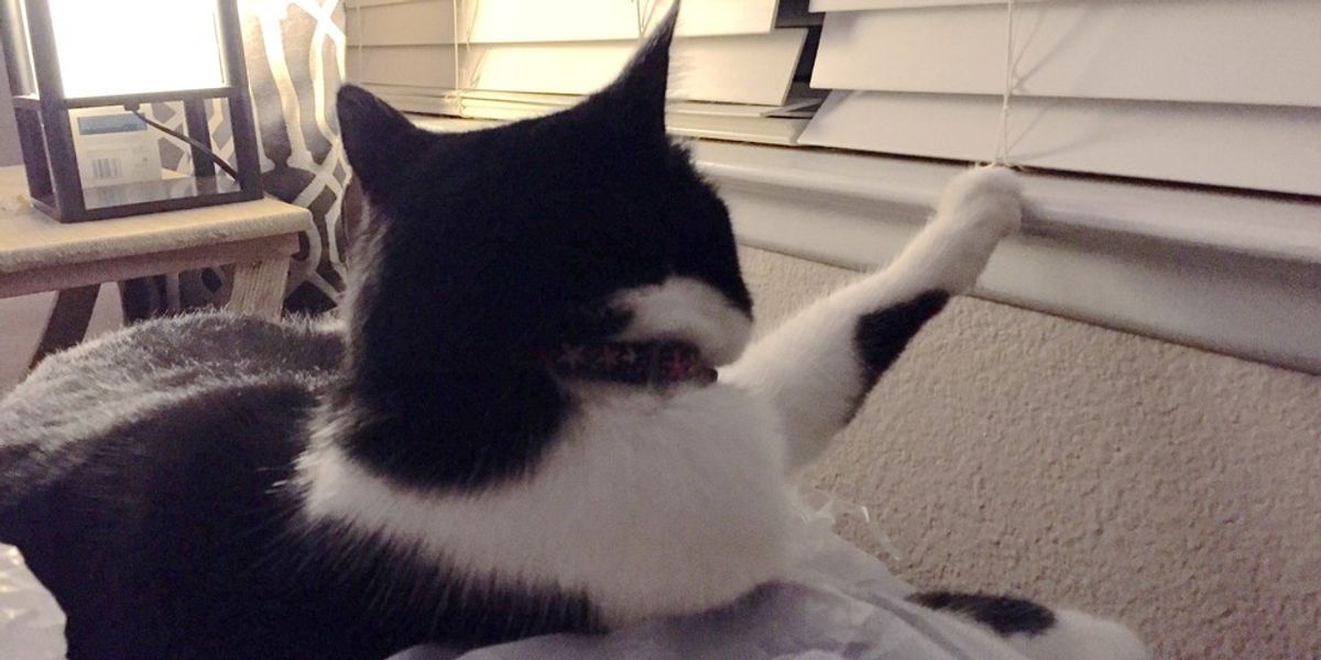 Cat Has to Put Her Paws on Everything, Her Human Documents It in Photos