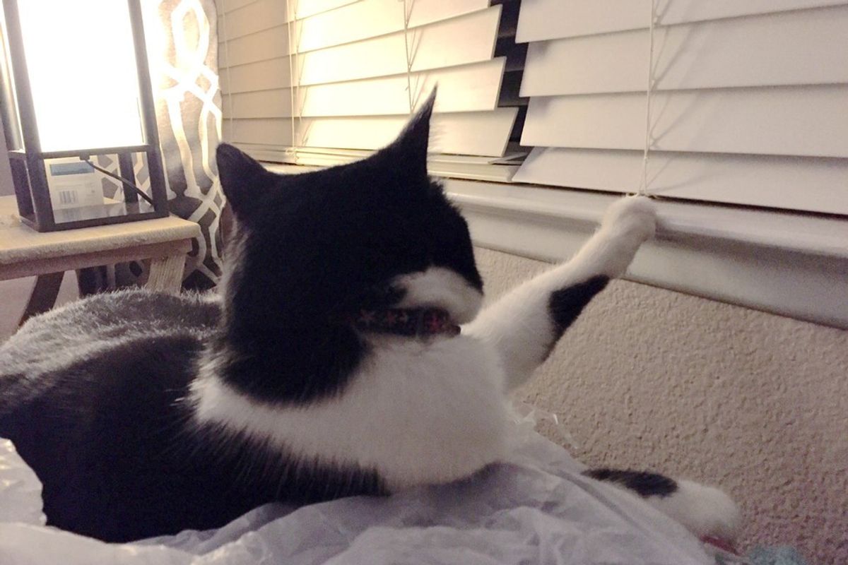Cat Has to Put Her Paws on Everything, Her Human Documents It in Photos