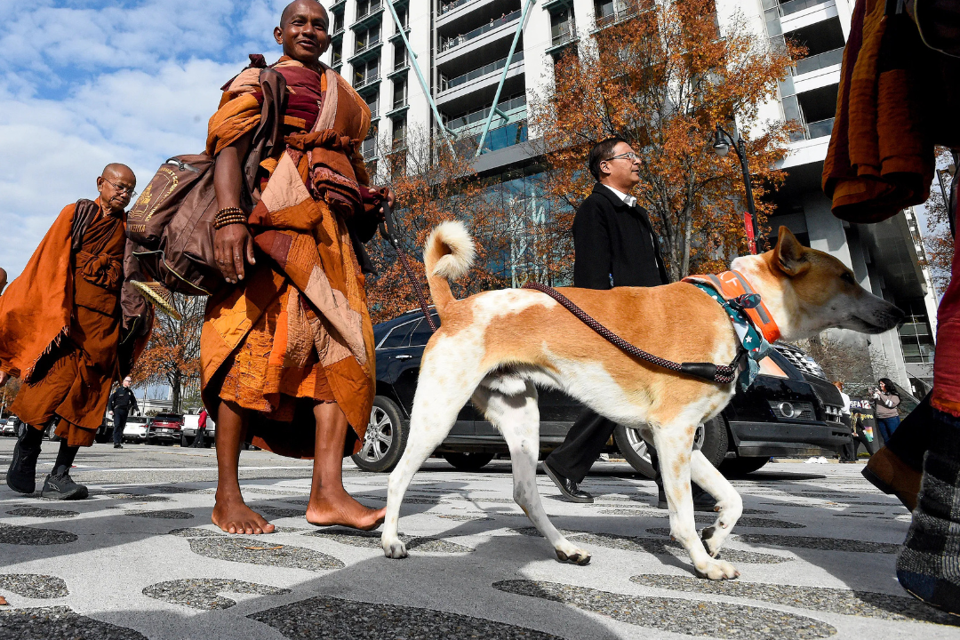 dog, walk, peace, Budhhist, monks