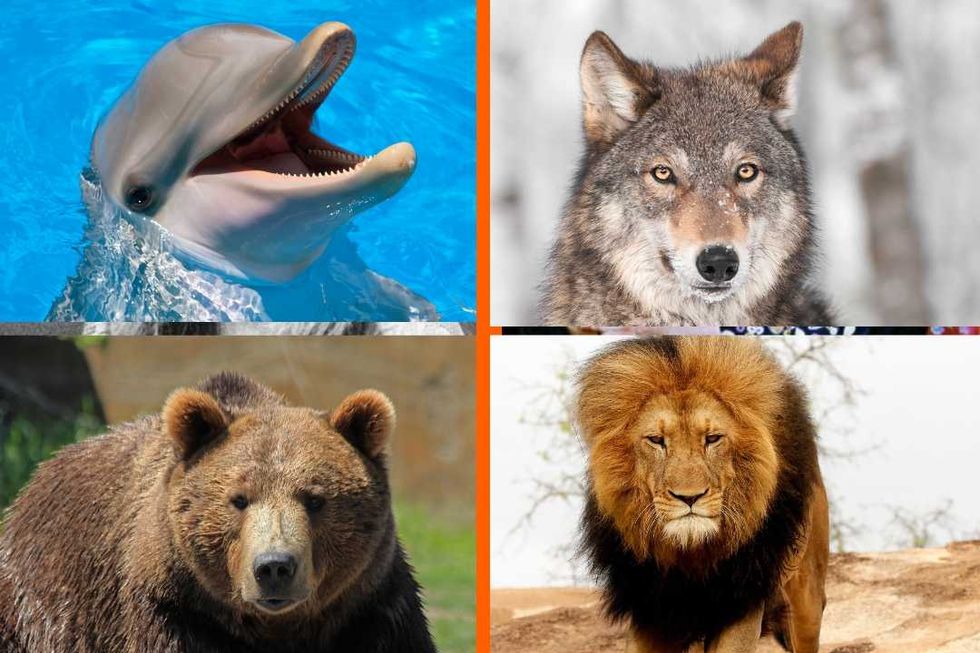 Sleep expert's animal 'chronotype' quiz is deeply insightful for understanding our sleep patterns