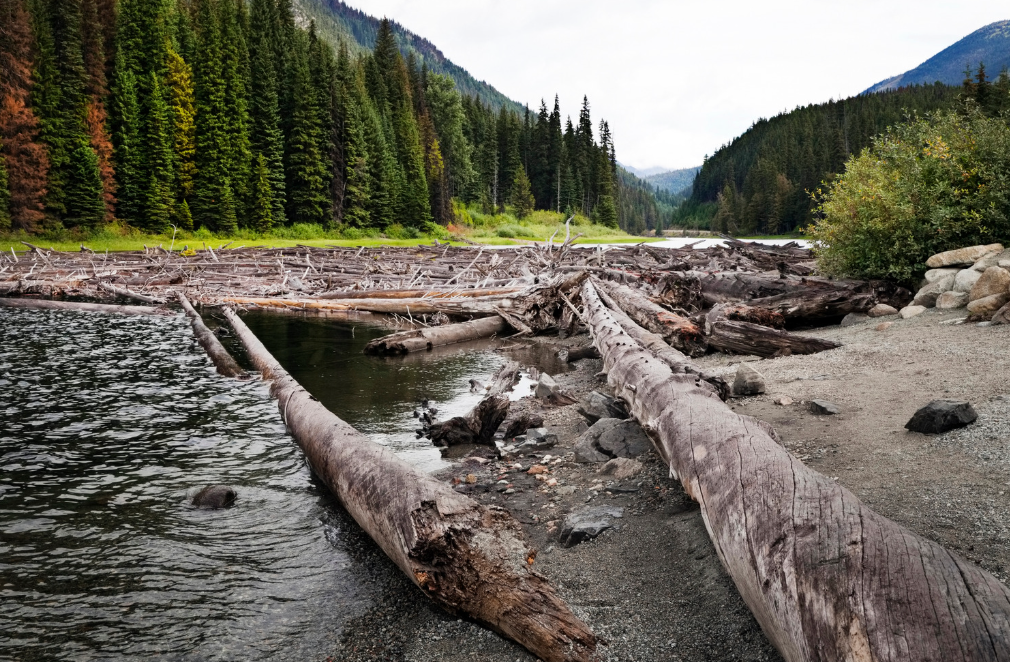 upworthy.com - Heather Wake - Helicopters dump 6,000 logs into rivers in the Pactific Northwest, fixing a decades-old mistake