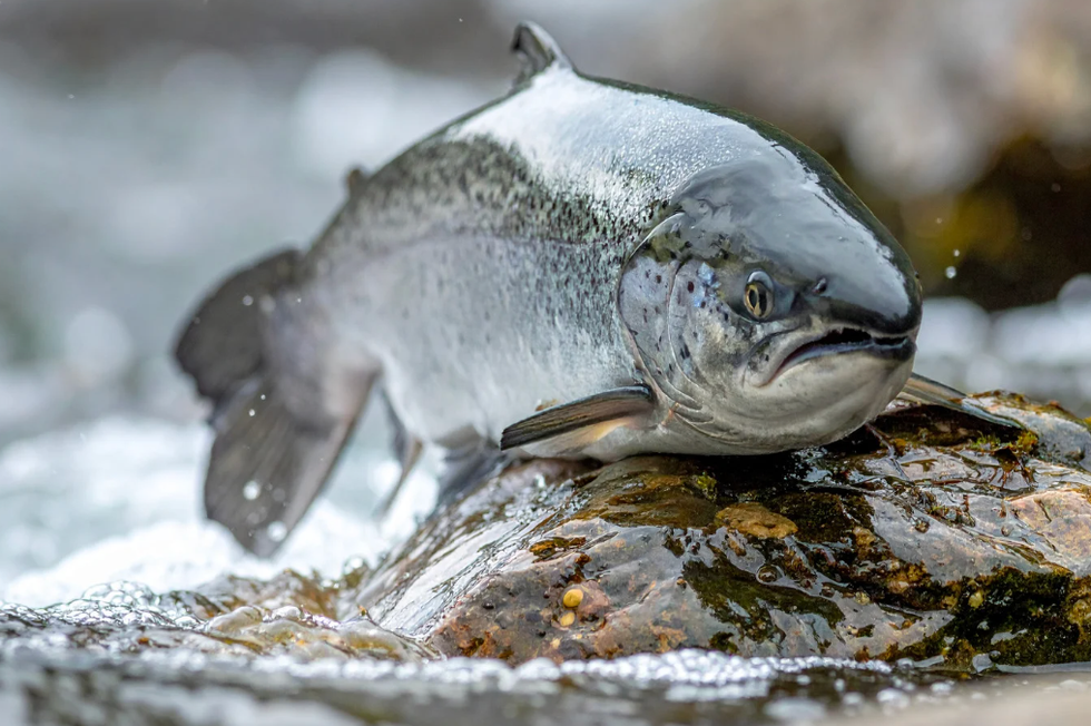 river restoration, washington, river fish, restoration, Yakama Nation, indigenous land, indigenoues tribes, salmon, trout, pacific northwest