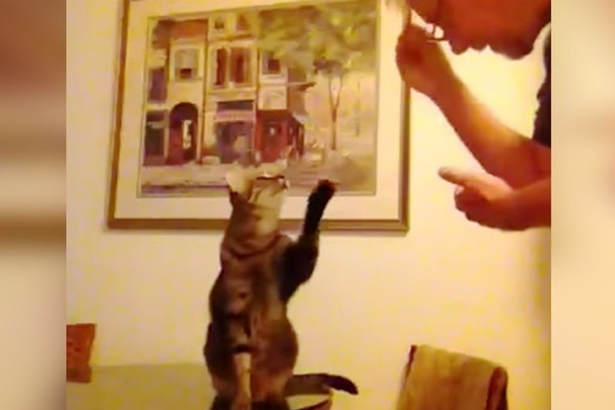 Man Talks To His Deaf Cat In Sign Language