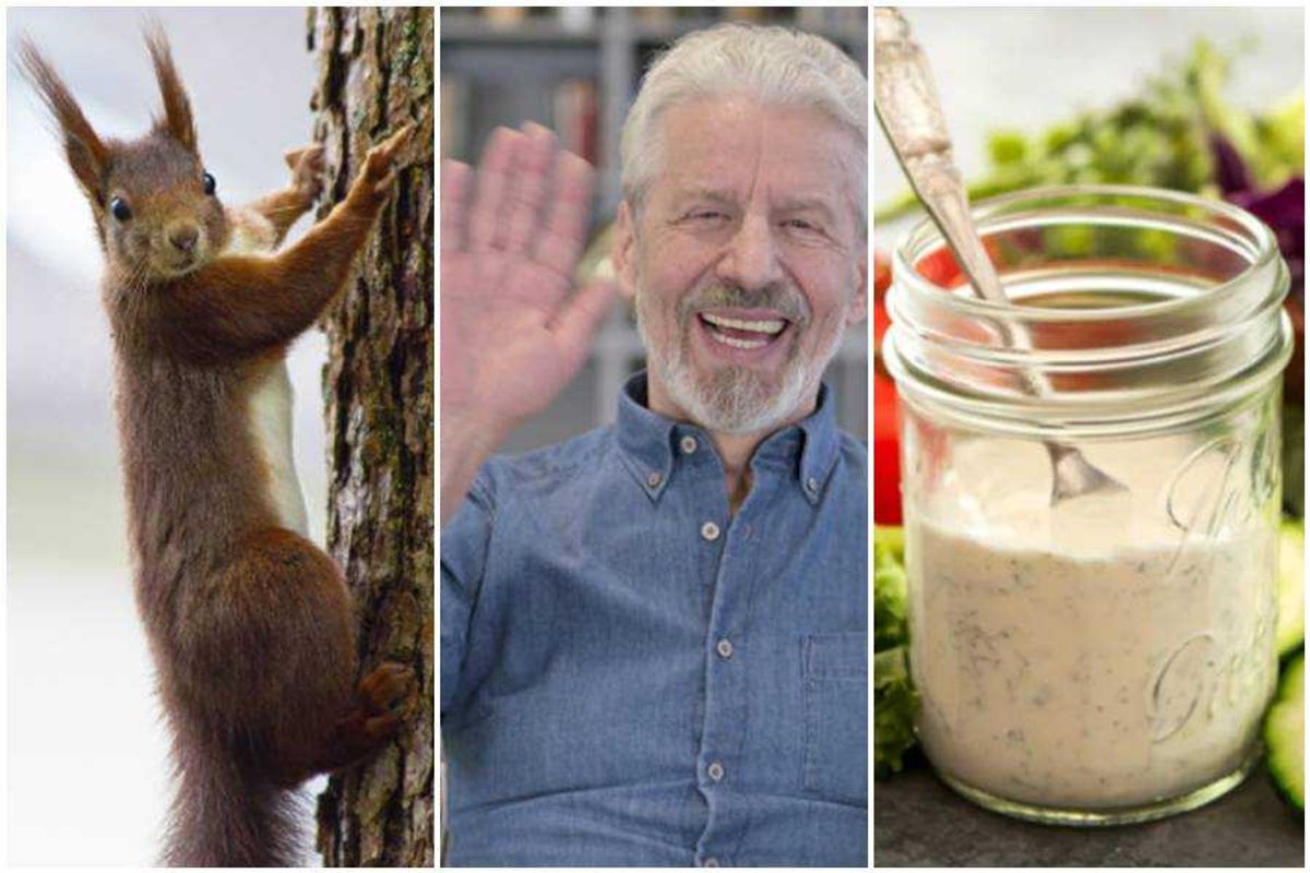 squirrel, waving man, ranch dressing, american things, rodents